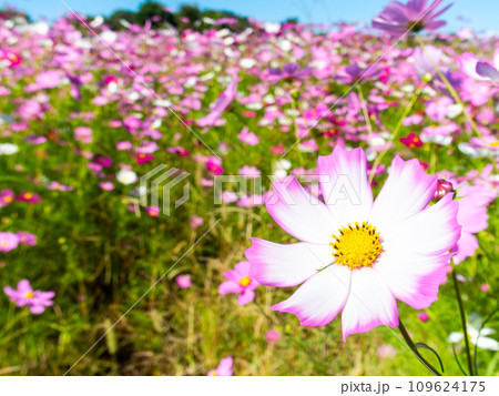 秋晴れの下、花いっぱいの明るく満開のコスモス畑 109624175