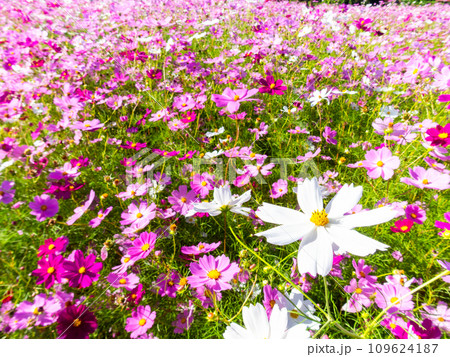 秋晴れの下、花いっぱいの明るく満開のコスモス畑 109624187