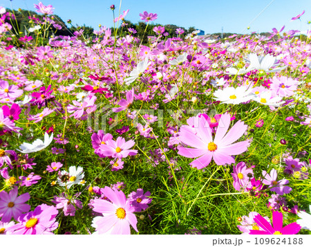 秋晴れの下、花いっぱいの明るく満開のコスモス畑 秋晴れの下、花いっぱいの明るく満開のコスモス畑 109624188