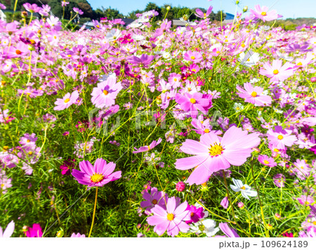 秋晴れの下、花いっぱいの明るく満開のコスモス畑 秋晴れの下、花いっぱいの明るく満開のコスモス畑 109624189