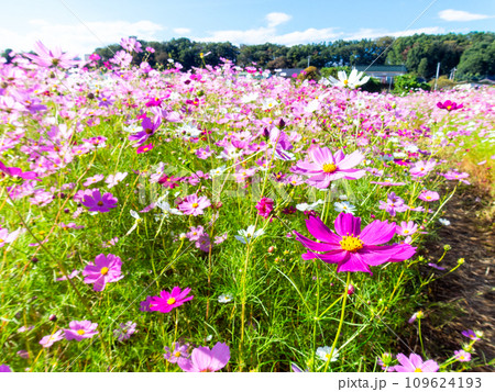 秋晴れの下、花いっぱいの明るく満開のコスモス畑 109624193