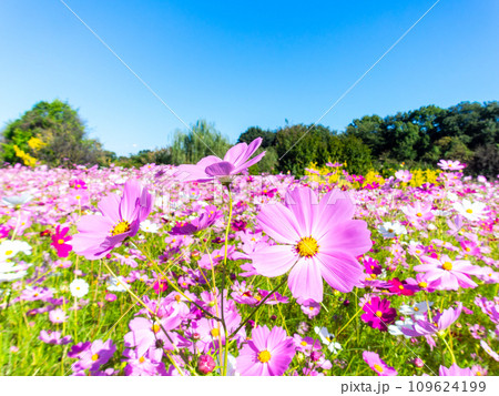 秋晴れの下、花いっぱいの明るく満開のコスモス畑 秋晴れの下、花いっぱいの明るく満開のコスモス畑 109624199