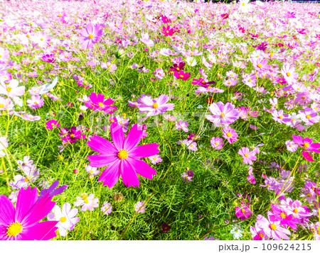 秋晴れの下、花いっぱいの明るく満開のコスモス畑 秋晴れの下、花いっぱいの明るく満開のコスモス畑 109624215