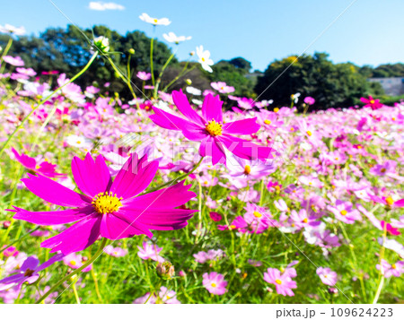 秋晴れの下、花いっぱいの明るく満開のコスモス畑 109624223