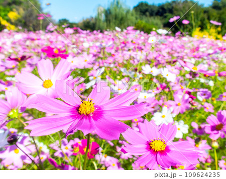 秋晴れの下、花いっぱいの明るく満開のコスモス畑 秋晴れの下、花いっぱいの明るく満開のコスモス畑 109624235