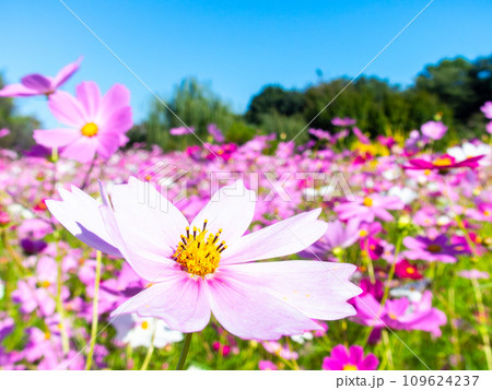 秋晴れの下、花いっぱいの明るく満開のコスモス畑 109624237