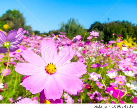 秋晴れの下、花いっぱいの明るく満開のコスモス畑 109624238