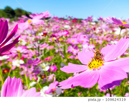 秋晴れの下、花いっぱいの明るく満開のコスモス畑で蜜を吸うミツバチ 109624319
