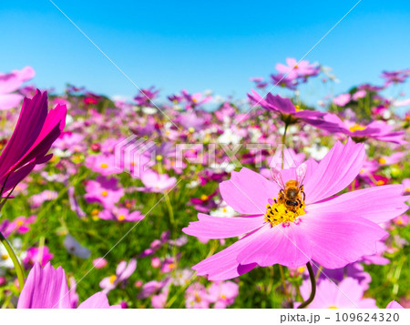 秋晴れの下、花いっぱいの明るく満開のコスモス畑で蜜を吸うミツバチ 109624320
