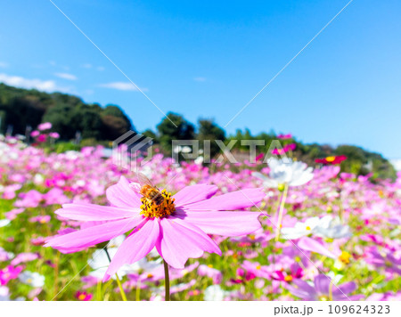 秋晴れの下、花いっぱいの明るく満開のコスモス畑で蜜を吸うミツバチ 秋晴れの下、花いっぱいの明るく満開のコスモス畑で蜜を吸うミツバチ 109624323