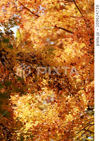 紅葉した木々 109624738