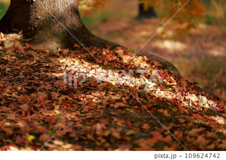 紅葉した木々 109624742