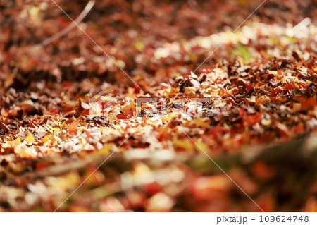 紅葉した木々 109624748