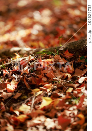 紅葉した木々 109624752