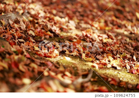 紅葉した木々 109624755