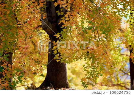 紅葉した木々 109624756