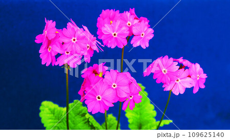 サクラソウの花の風景 サクラソウの花の風景 109625140