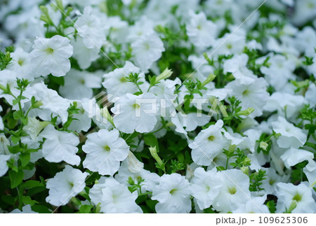 White petunia flowers growing in garden closeup background White petunia flowers growing in garden closeup background 109625306