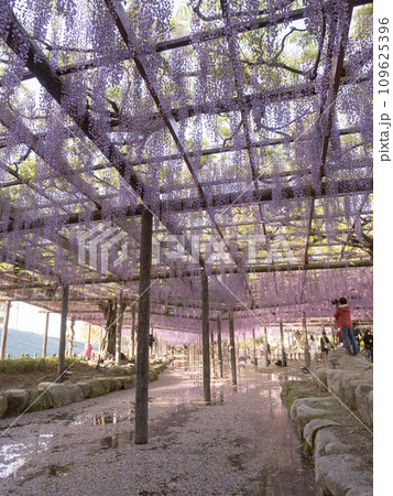 天王川公園の藤　2023 109625396