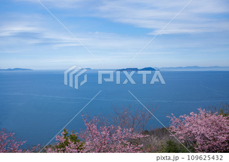 四浦半島と河津桜 109625432