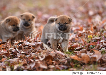お座りする可愛い柴犬の子犬たち　赤い落ち葉の中で 109625475