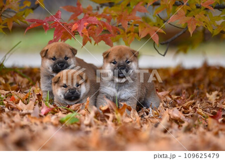 紅葉の中でお座りする柴犬の子犬三匹 紅葉の中でお座りする柴犬の子犬三匹 109625479