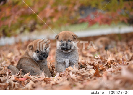 紅葉の中でお座りする柴犬の子犬三匹 紅葉の中でお座りする柴犬の子犬三匹 109625480