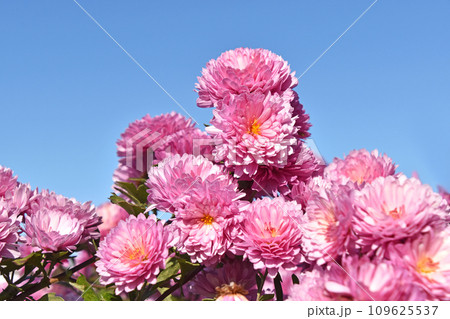 晩秋の秋晴れの日差しを浴びて輝くピンクの菊 109625537