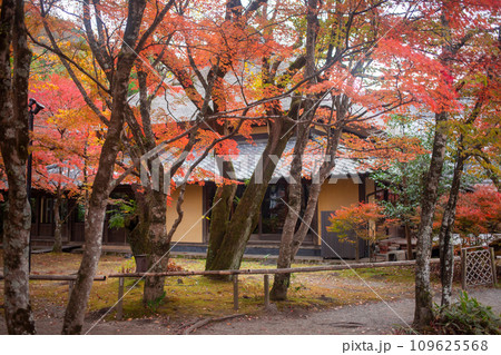 湯布院　金鱗湖の紅葉 109625568