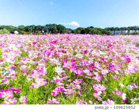 秋晴れの下、花いっぱいの明るく満開のコスモス畑 109625652
