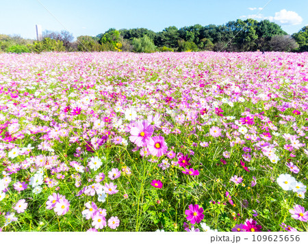 秋晴れの下、花いっぱいの明るく満開のコスモス畑 109625656