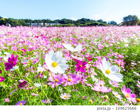 秋晴れの下、花いっぱいの明るく満開のコスモス畑 109625666