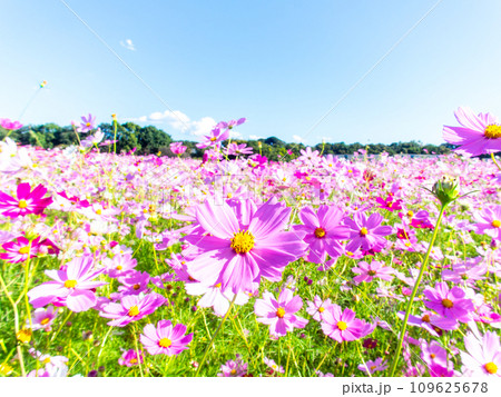 秋晴れの下、花いっぱいの明るく満開のコスモス畑 秋晴れの下、花いっぱいの明るく満開のコスモス畑 109625678