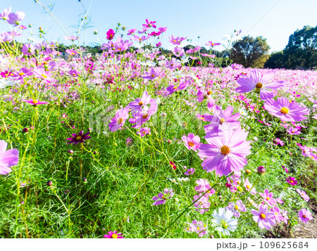 秋晴れの下、花いっぱいの明るく満開のコスモス畑 秋晴れの下、花いっぱいの明るく満開のコスモス畑 109625684