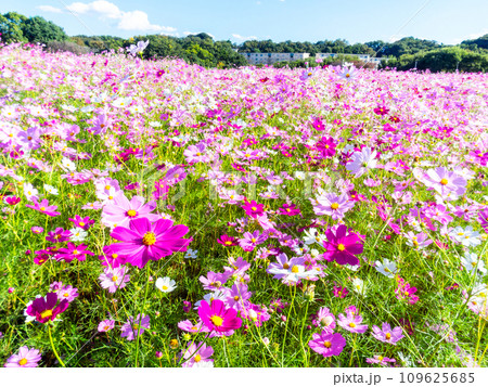 秋晴れの下、花いっぱいの明るく満開のコスモス畑 秋晴れの下、花いっぱいの明るく満開のコスモス畑 109625685
