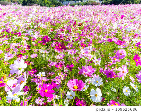 秋晴れの下、花いっぱいの明るく満開のコスモス畑 秋晴れの下、花いっぱいの明るく満開のコスモス畑 109625686