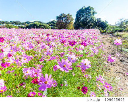 秋晴れの下、花いっぱいの明るく満開のコスモス畑 109625695