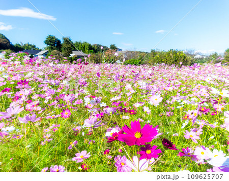 秋晴れの下、花いっぱいの明るく満開のコスモス畑 秋晴れの下、花いっぱいの明るく満開のコスモス畑 109625707