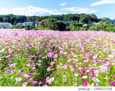 秋晴れの下、花いっぱいの明るく満開のコスモス畑 109625708