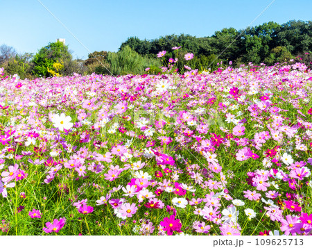 秋晴れの下、花いっぱいの明るく満開のコスモス畑 109625713