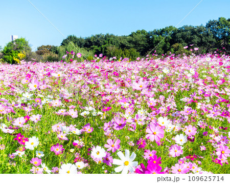 秋晴れの下、花いっぱいの明るく満開のコスモス畑 秋晴れの下、花いっぱいの明るく満開のコスモス畑 109625714