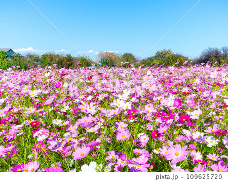 秋晴れの下、花いっぱいの明るく満開のコスモス畑 109625720