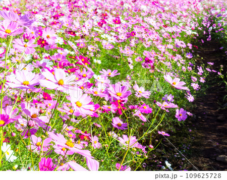 秋晴れの下、花いっぱいの明るく満開のコスモス畑 秋晴れの下、花いっぱいの明るく満開のコスモス畑 109625728