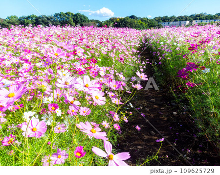 秋晴れの下、花いっぱいの明るく満開のコスモス畑 109625729