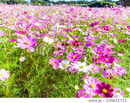 秋晴れの下、花いっぱいの明るく満開のコスモス畑 109625733