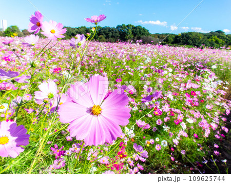 秋晴れの下、花いっぱいの明るく満開のコスモス畑 秋晴れの下、花いっぱいの明るく満開のコスモス畑 109625744