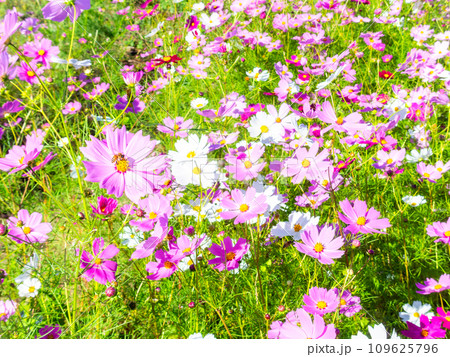 秋晴れの下、花いっぱいの明るく満開のコスモス畑で蜜を吸うミツバチ 秋晴れの下、花いっぱいの明るく満開のコスモス畑で蜜を吸うミツバチ 109625796