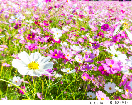 秋晴れの下、花いっぱいの明るく満開のコスモス畑 秋晴れの下、花いっぱいの明るく満開のコスモス畑 109625918