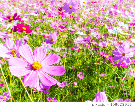 秋晴れの下、花いっぱいの明るく満開のコスモス畑 秋晴れの下、花いっぱいの明るく満開のコスモス畑 109625919