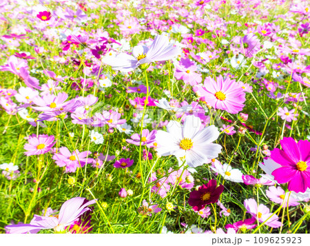 秋晴れの下、花いっぱいの明るく満開のコスモス畑 秋晴れの下、花いっぱいの明るく満開のコスモス畑 109625923